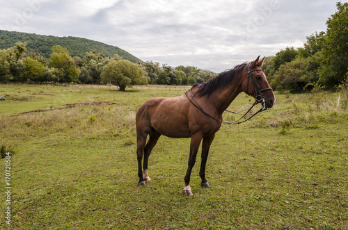 fit winner brown horse on field in morning © pellephoto