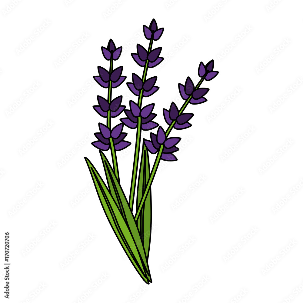 Fototapeta premium lavender flowers icon image vector illustration design 