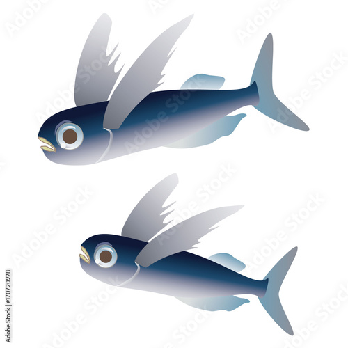 トビウオ