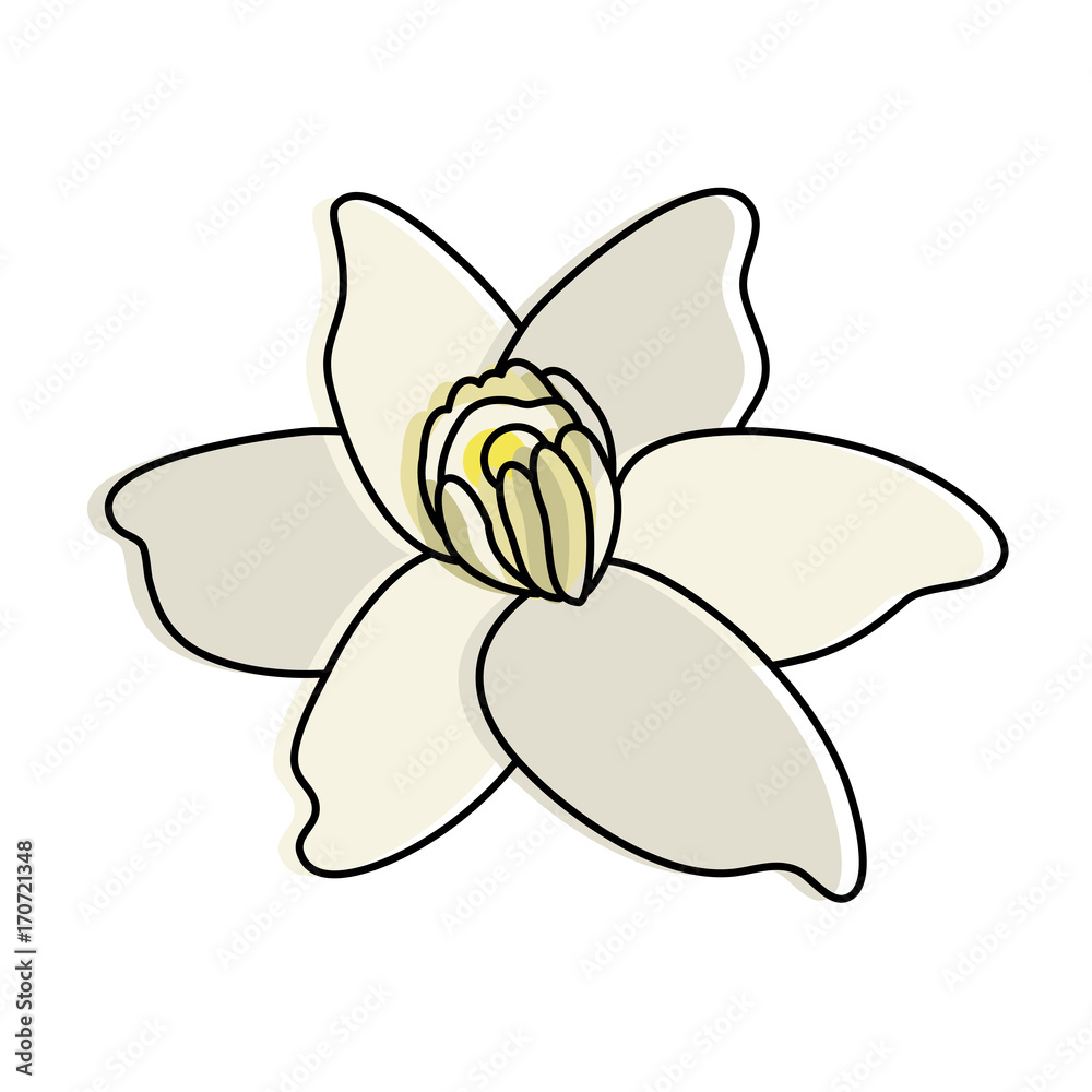 vanilla flower icon image vector illustration design vanilla flower icon image vector illustration design