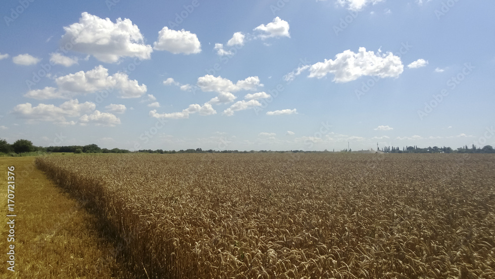 Wheat fields. Summer in the field. Agriculture in Kuban. Wheat fields. Summer in the field. Agriculture in Kuban.