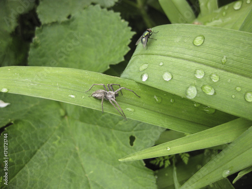 Spider hunter. A spider hunts a fly. photo