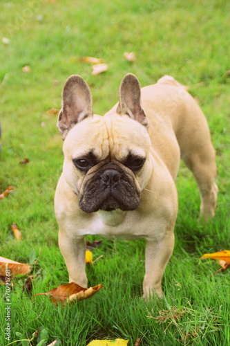 chien bouledogue français fauve dans le jardin