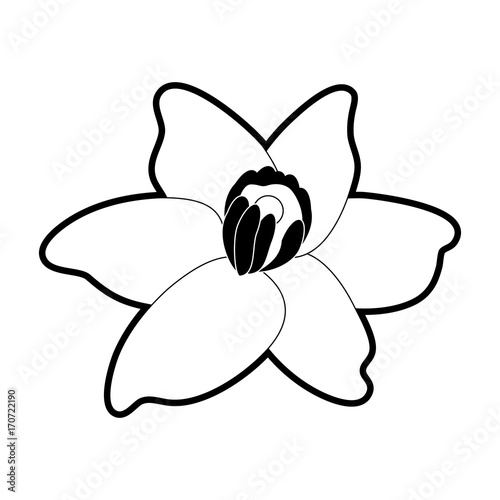 vanilla flower icon image vector illustration design black and white