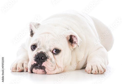male bulldog laying down