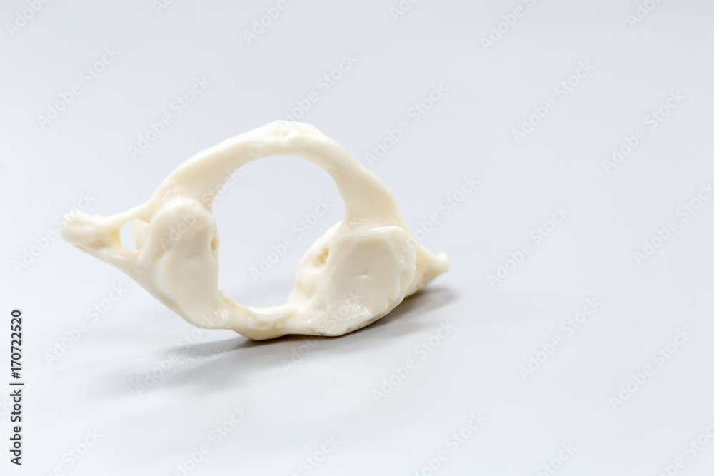 The vertebral column, also known as the backbone or spine, is part of the axial skeleton. The vertebral column, also known as the backbone or spine, is part of the axial skeleton.