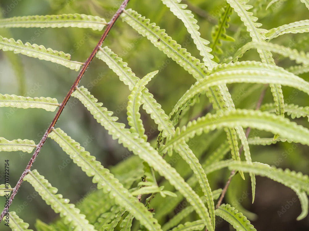 Fern leaves pattern for nature background. Fern leaves pattern for nature background.