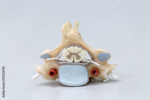 The vertebral column, also known as the backbone or spine, is part of the axial skeleton.  photo