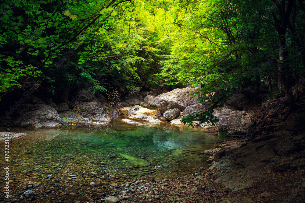 Obraz premium Amazing forest landscape.