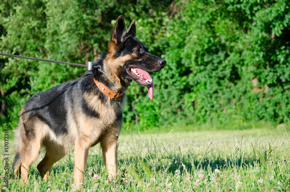 German shepherd walking outdoors (against the bright green background)