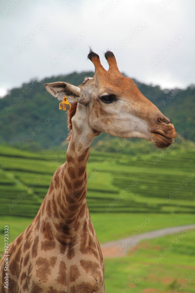 Head and neck of a giraffe on green tea field background