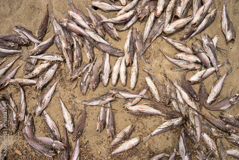 thousands of dead fish washed up in Zorritos Peru