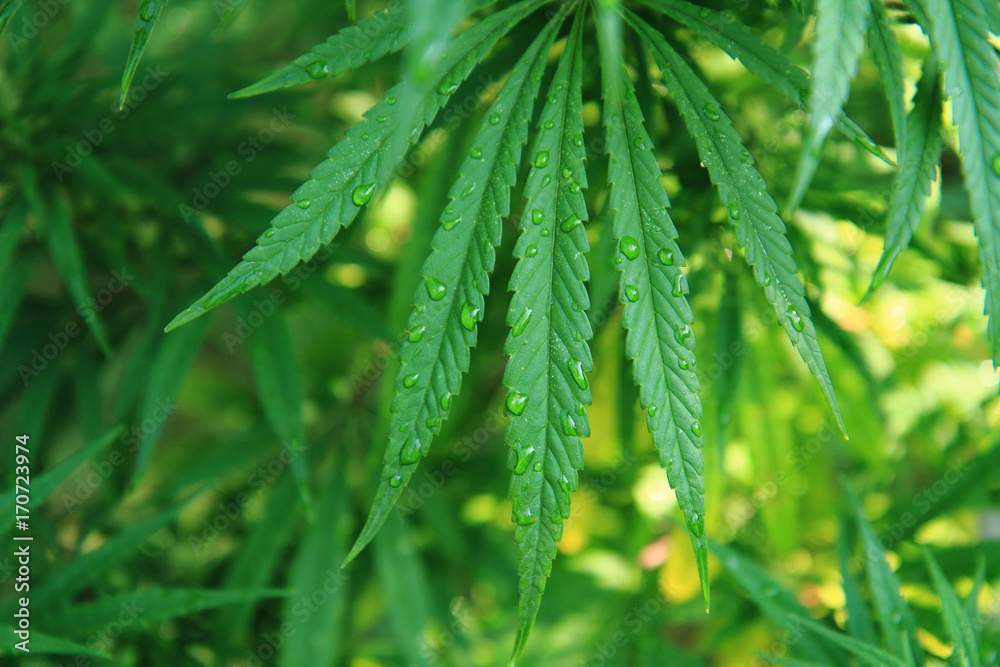 marijuana plant background marijuana plant background
