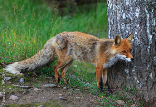 Red fox  © Tatiana Murr