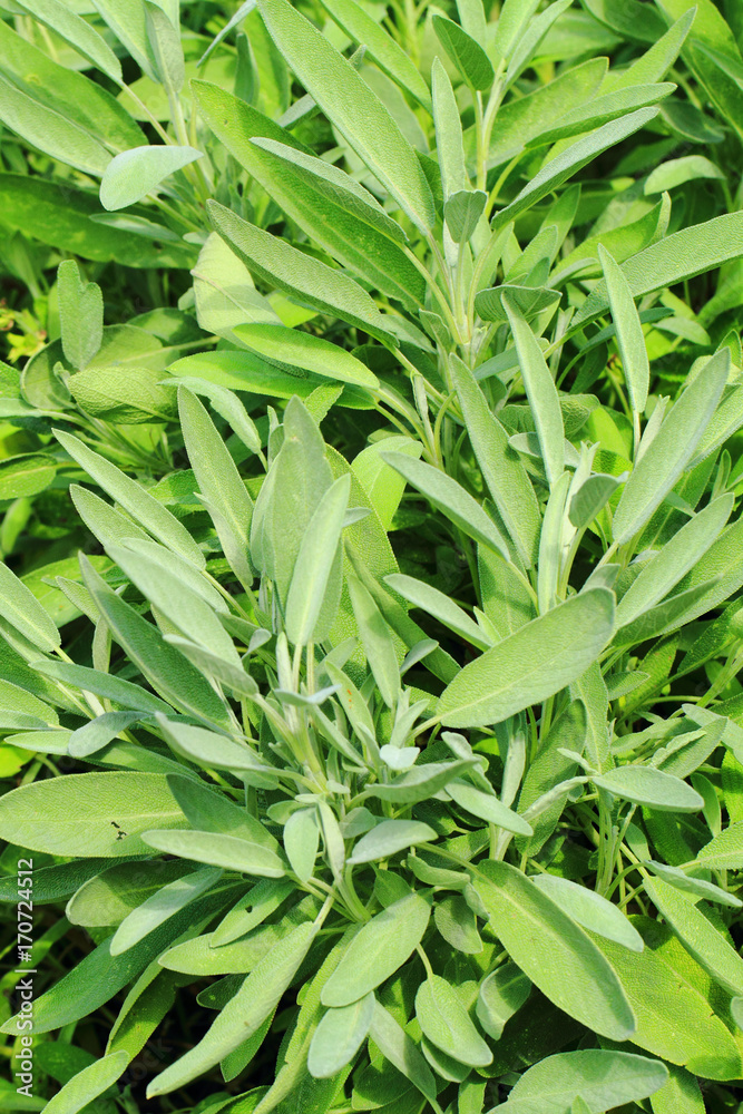 green sage plant texture