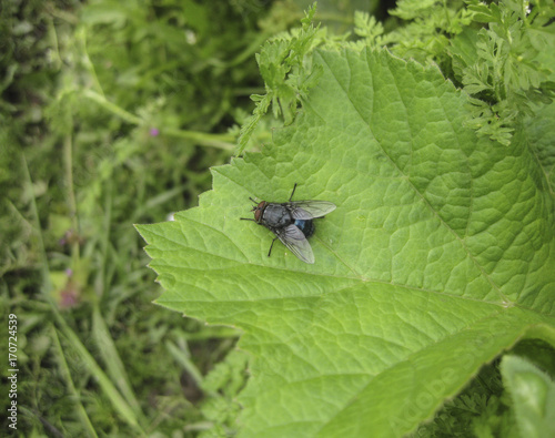 Fly on a leaf of grass in a garden.