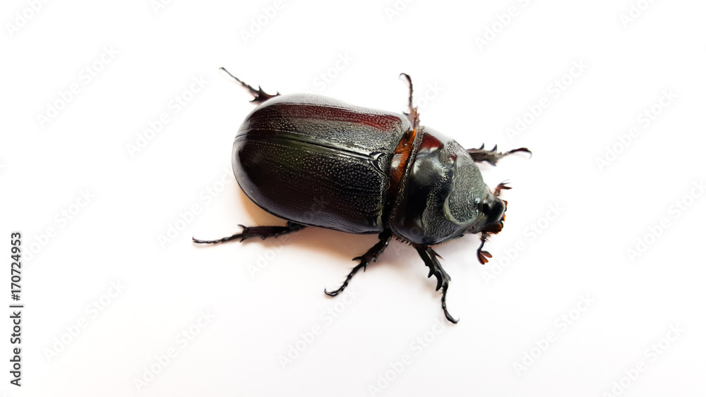 beetle isolated on white background beetle isolated on white background
