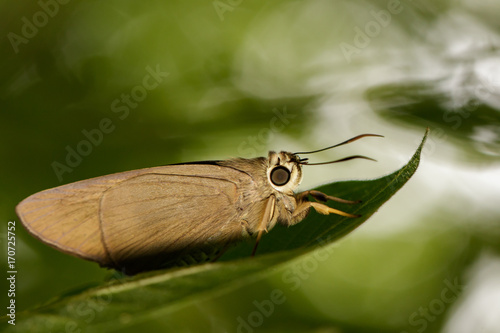 Image of The Brown Awl Butterfly (Badamia exclamationis Fabricius,1775) on green leaves. Insect Animal photo