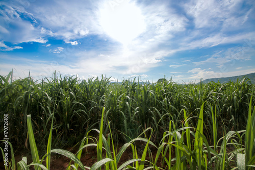 sugarcane farm