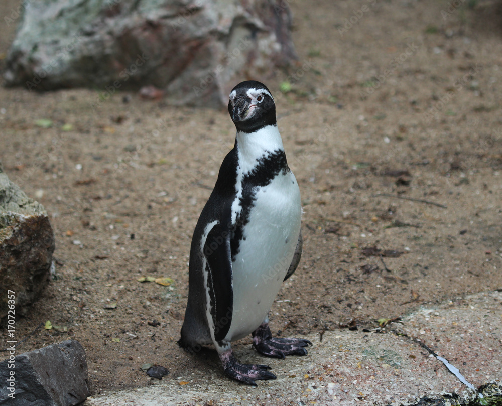 Naklejka premium humboldt penguin