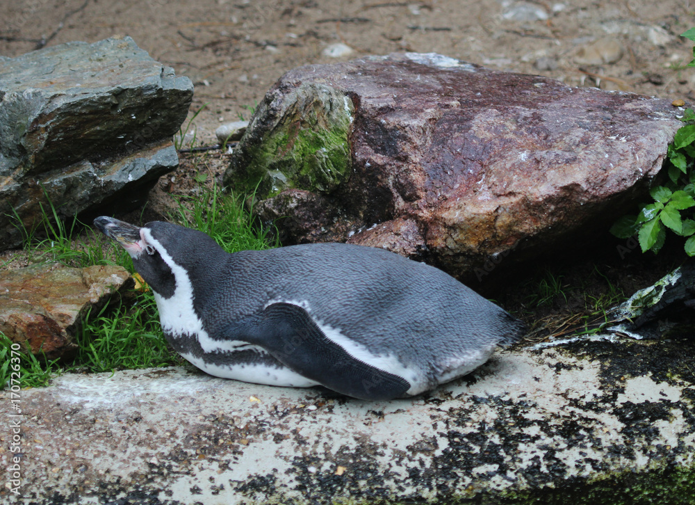 Obraz premium humboldt penguin