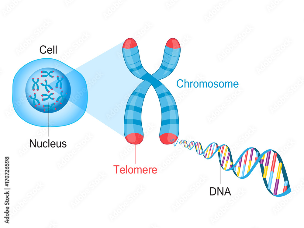 Telomere Chromosome and DNA Stock Vector | Adobe Stock