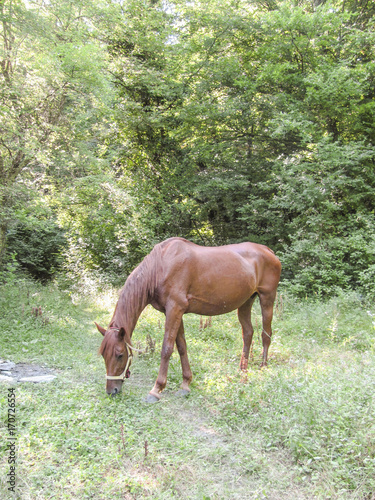 Horses in the wood. Maintenance of horses