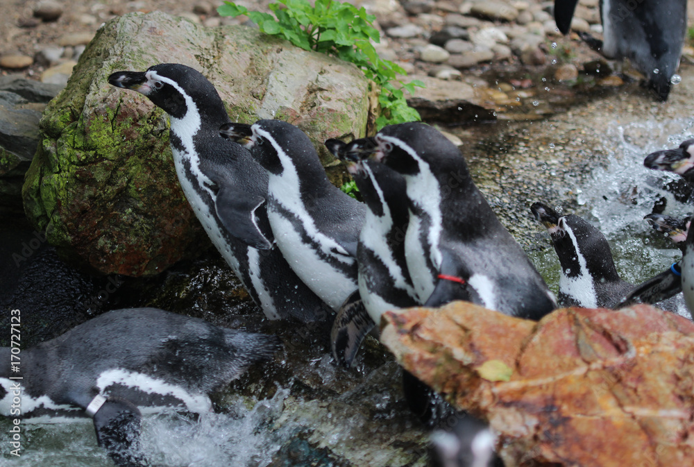 Fototapeta premium humboldt penguin