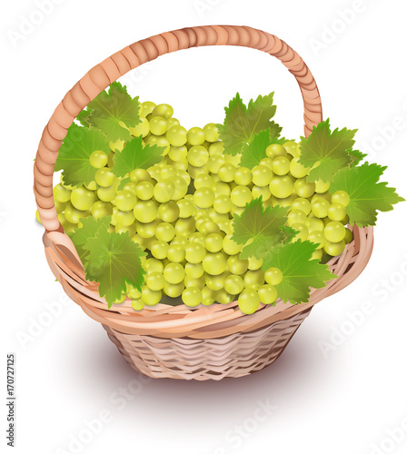 White grapes in a basket. Season harvest Vector realistic illustration