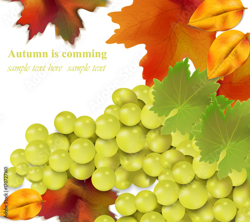 White grapes on white background. Season harvest Vector realistic illustration