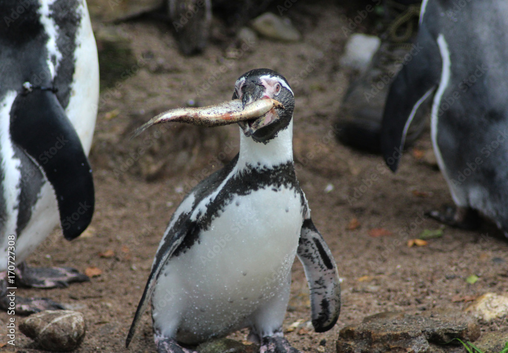 Fototapeta premium humboldt penguin