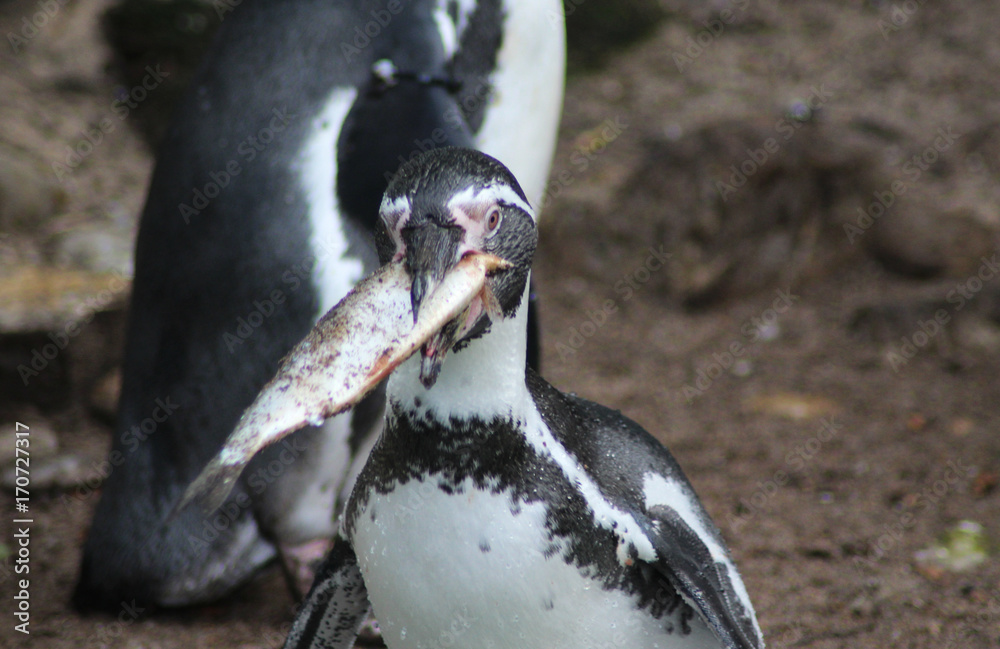 Fototapeta premium humboldt penguin