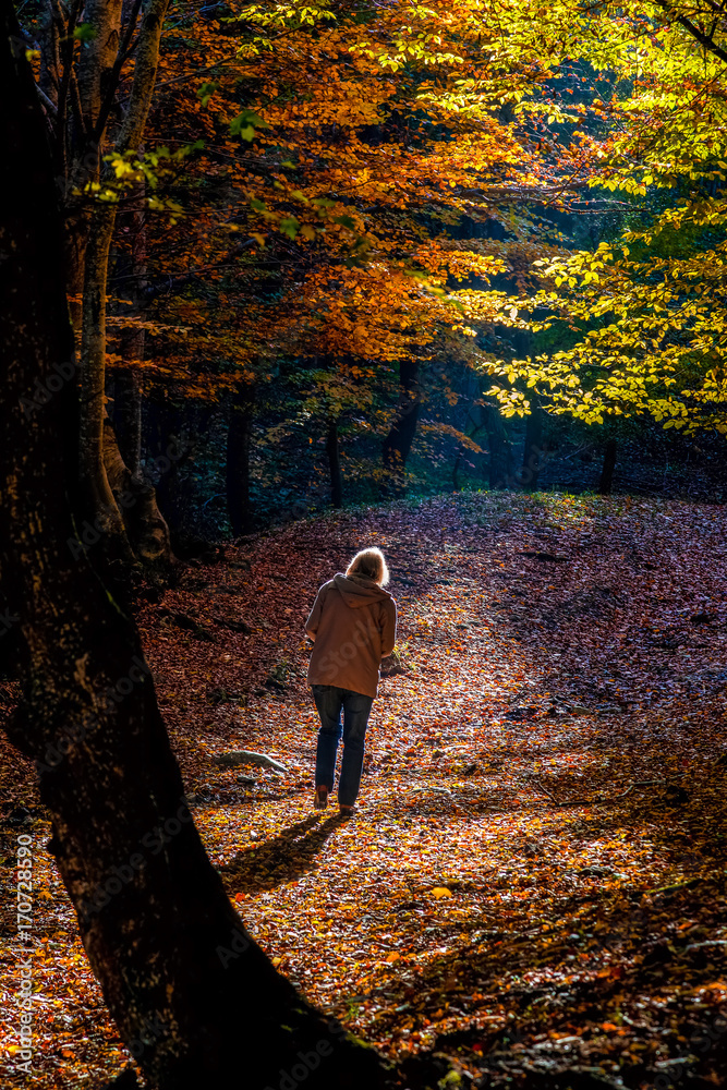 woman strolling in colorful forest in autumn