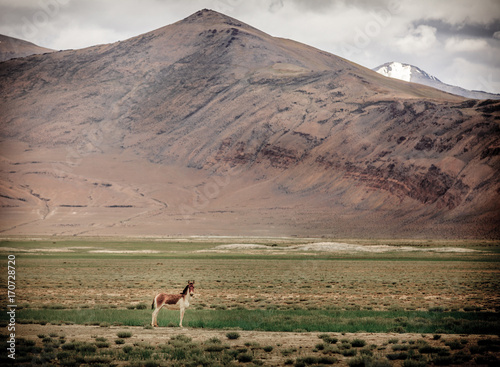 Tibetan Wild Ass photo