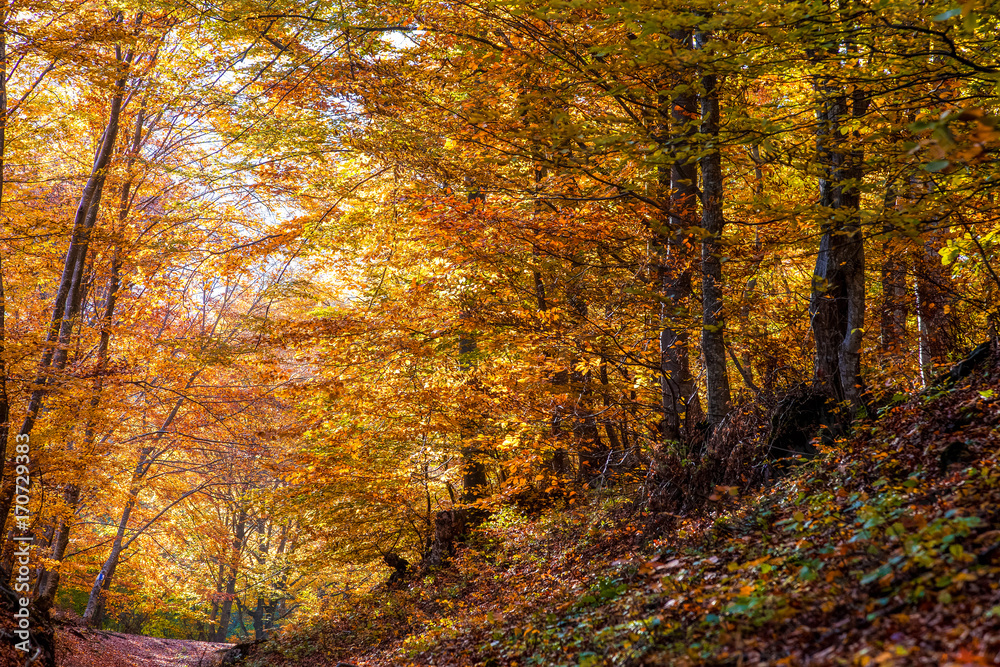 Fototapeta premium colorful forest in autumn