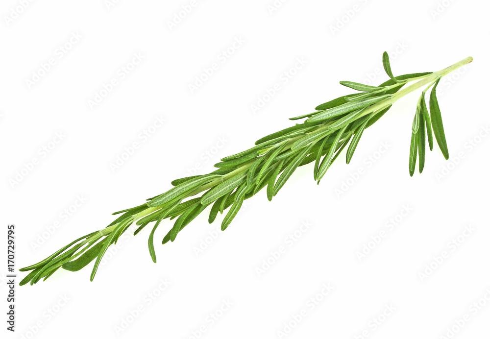 Single fresh rosemary twig isolated on a white background Single fresh rosemary twig isolated on a white background