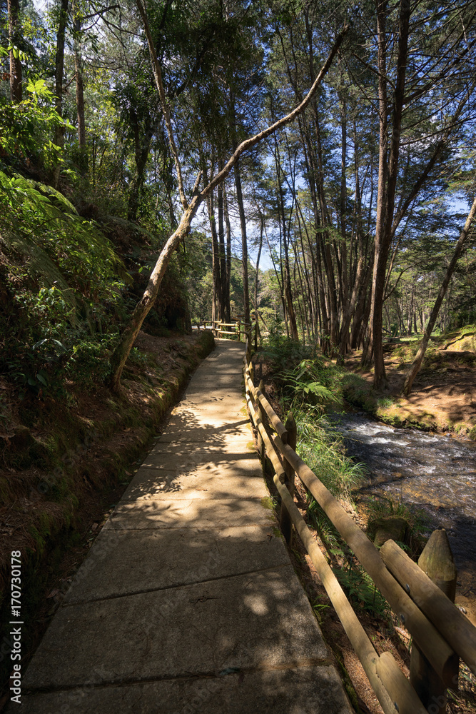 hiking path through the popular Arvi park in the proximity of Medellin Colombia hiking path through the popular Arvi park in the proximity of Medellin Colombia