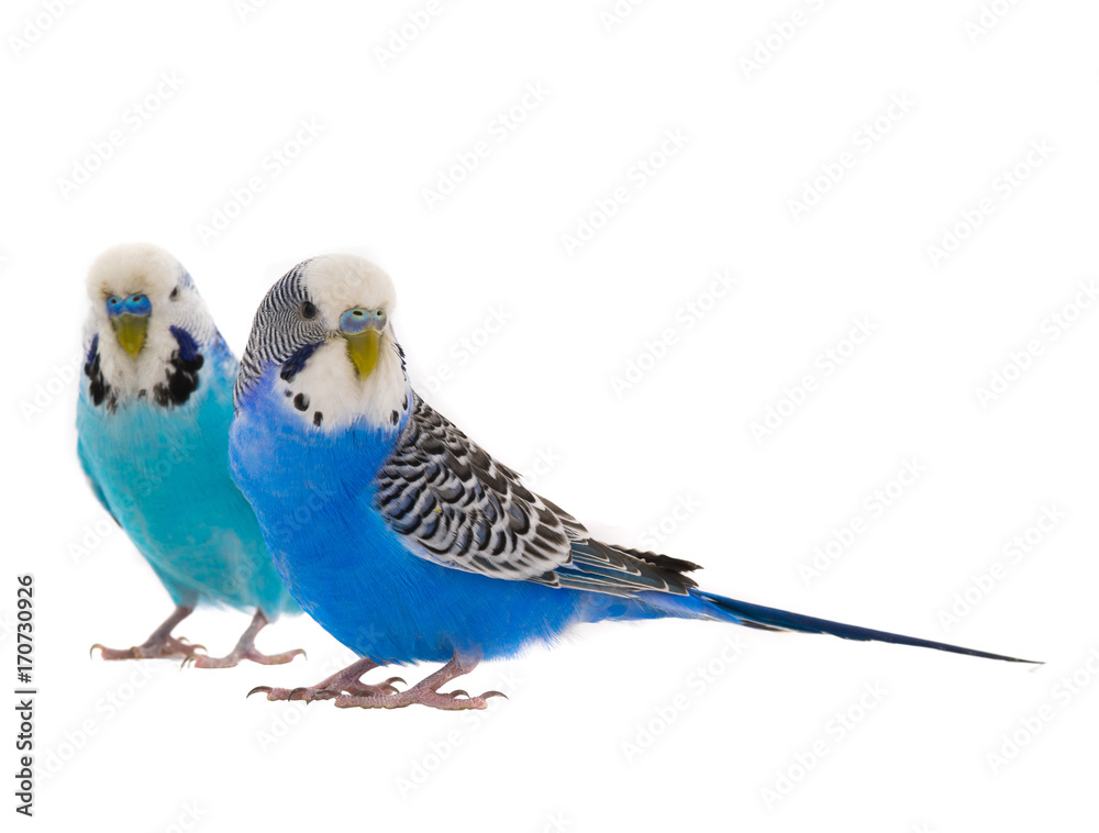 Fototapeta premium two blue budgie