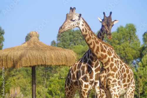 Photography The dancing of the giraffe