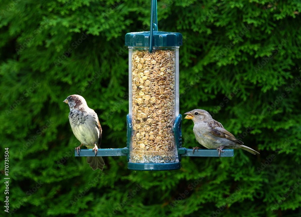 Naklejka premium Garten,Futterspender,Futtersilo