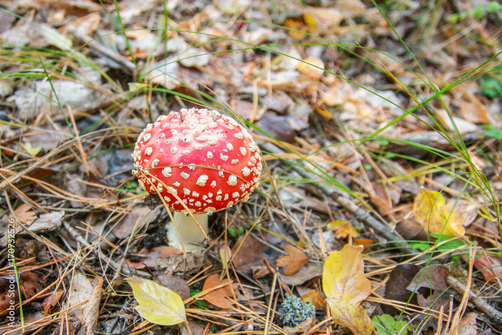 Close-up photo of amanita muscaria poisoned mushroom Close-up photo of amanita muscaria poisoned mushroom