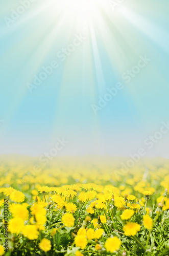 Sky background with dandelions