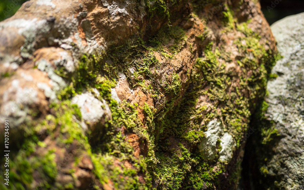 Moss occurs in places with high humidity is waterfall Moss occurs in places with high humidity is waterfall