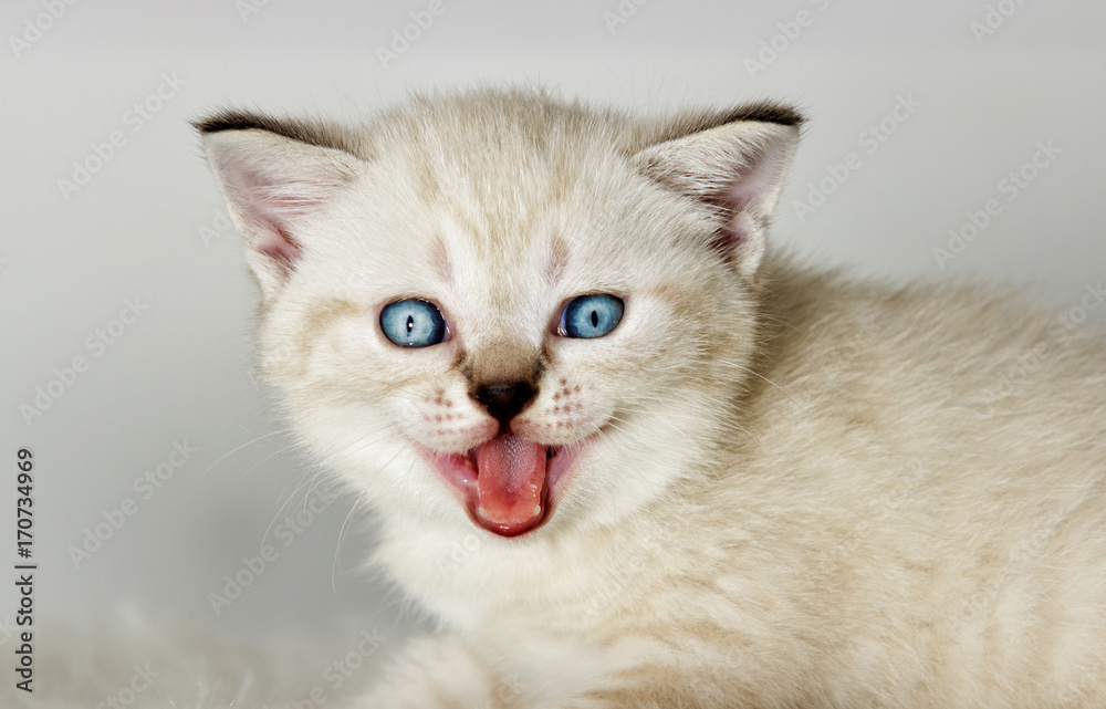 funny muzzle kitten that meows funny muzzle kitten that meows