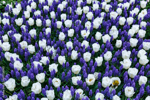 Flowerbed with tulips and hyacinths