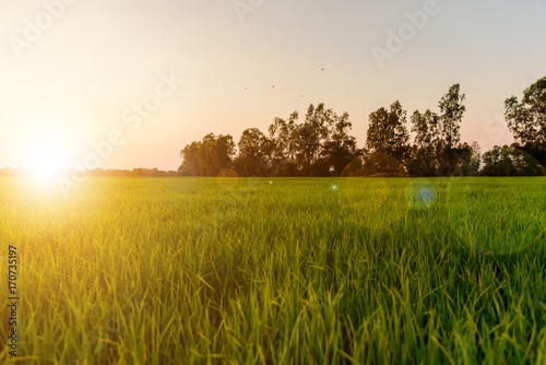 Landscape of golden light with green rice meadow , relaxing photo , sunsets with lens flare effect