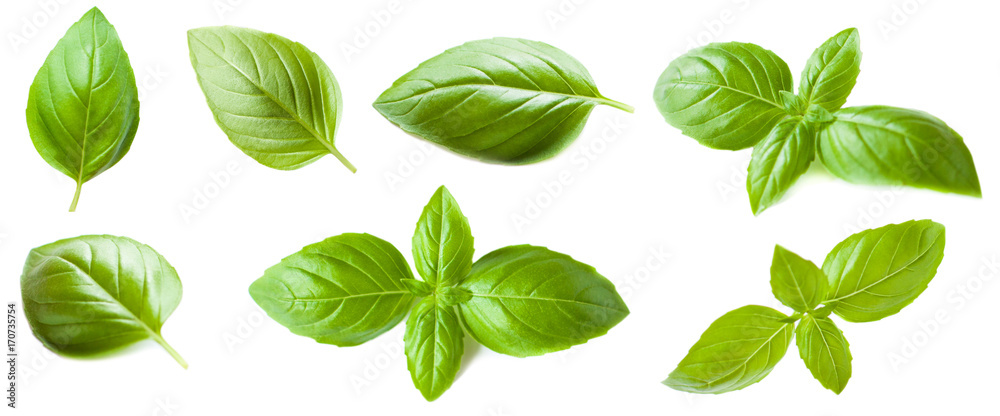 Set of Basil leaf isolated on white background. Macro. Top view. - obrazy, fototapety, plakaty 