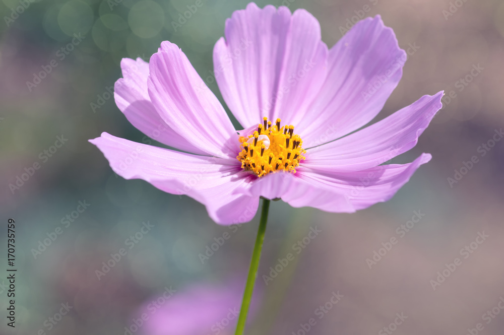 A lonely pink flower on multicolored background in the garden. A lonely pink flower on multicolored background in the garden.