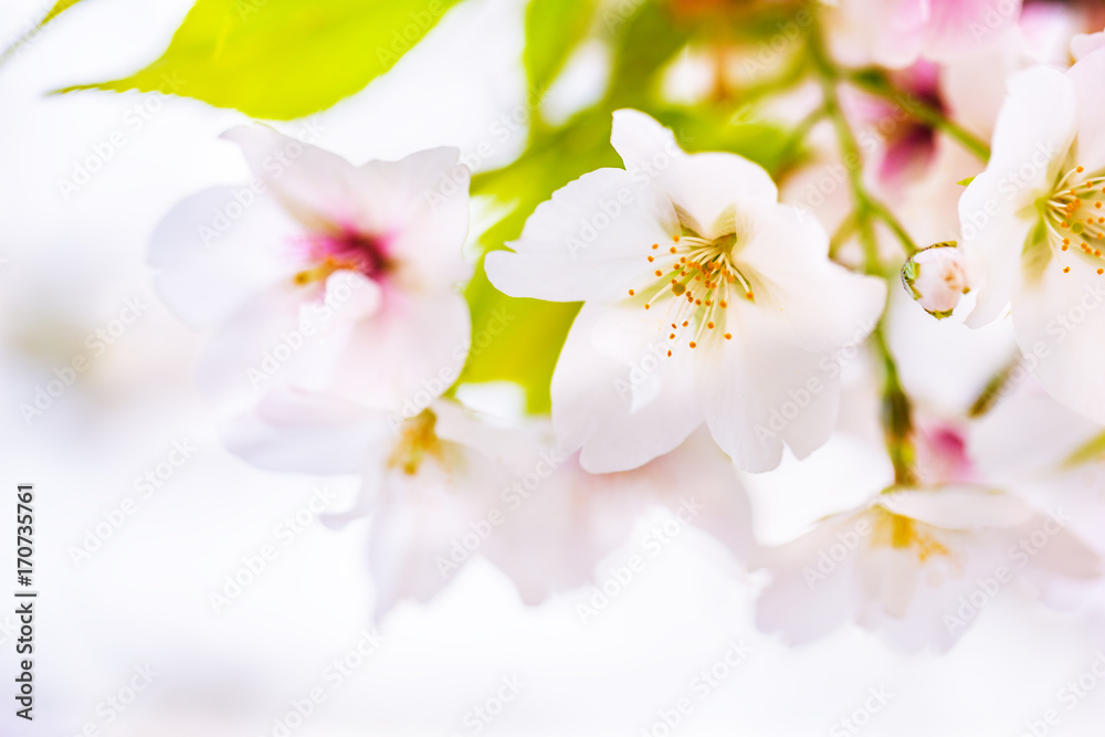 さくらの花 さくらの花