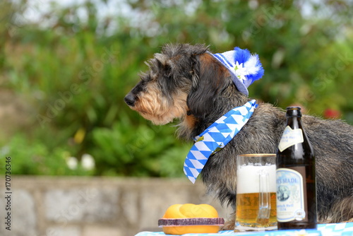 Fototapeta Naklejka Na Ścianę i Meble -  bavarian original, cute dachshund dressed in bavarian style sitting next to beer and a leberkässemmel